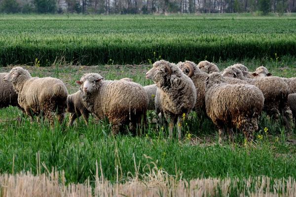 粗放牧羊带适合放牧的品种，粗放牧羊带是什么意思