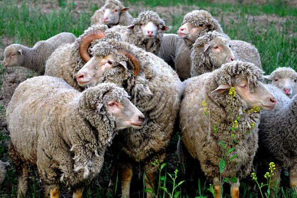 粗放牧羊带适合放牧的品种，粗放牧羊带是什么意思