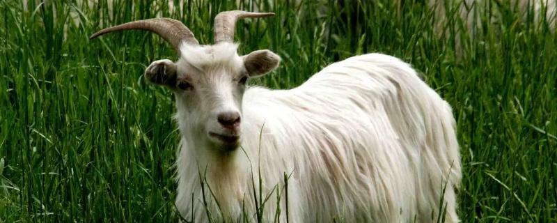 山羊一年繁殖几次，山羊一胎几只