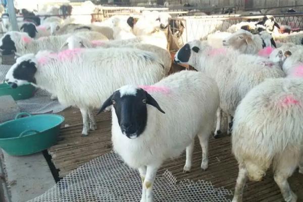 山羊一年繁殖几次，山羊一胎几只