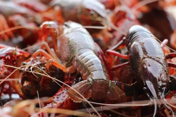 三月份虾子出洞了吗,虾可以放在田里养吗