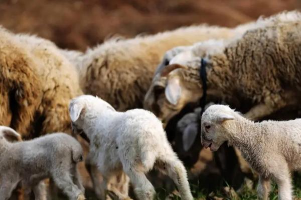 山羊一年繁殖几次，山羊一胎几只