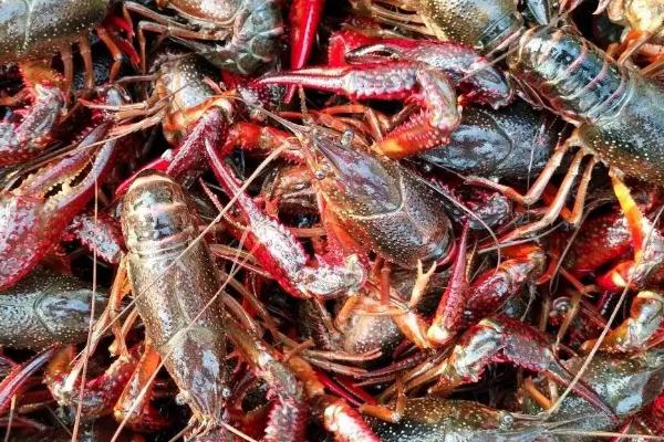 三月份虾子出洞了吗,虾可以放在田里养吗