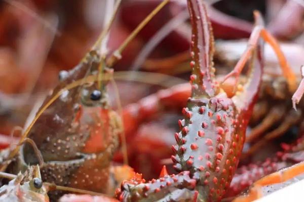 三月份虾子出洞了吗,虾可以放在田里养吗