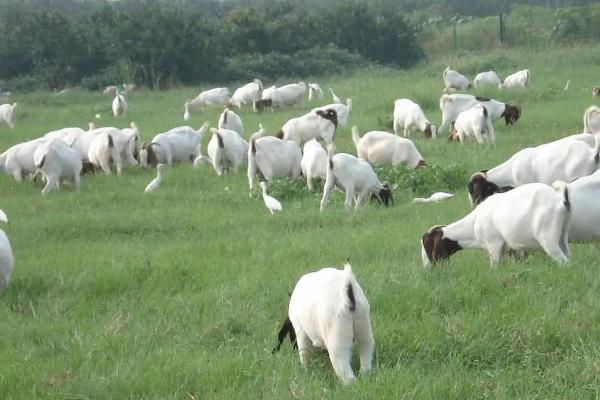 山羊一年繁殖几次，山羊一胎几只