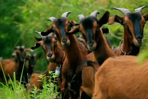 山羊一年繁殖几次，山羊一胎几只