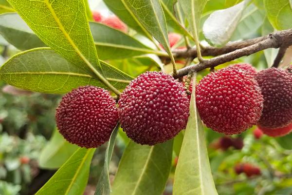 杨梅的生长习性,杨梅的品种有哪些