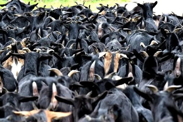 山羊一年繁殖几次，山羊一胎几只