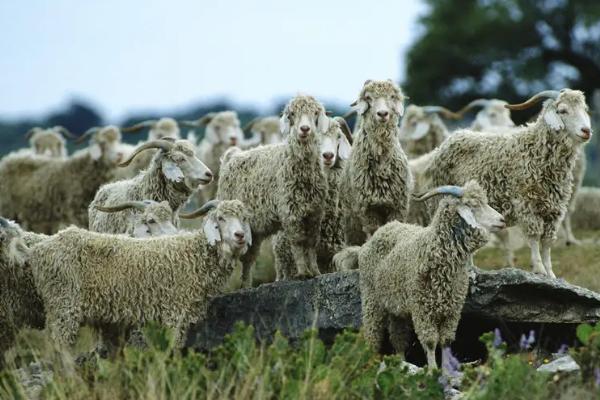 山羊一年繁殖几次，山羊一胎几只