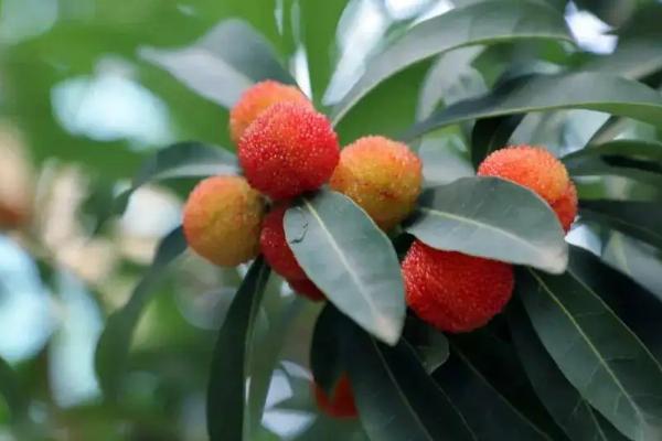 杨梅的生长习性,杨梅的品种有哪些