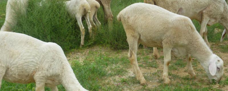 山羊吃肉吗,山羊可以吃牛饲料吗