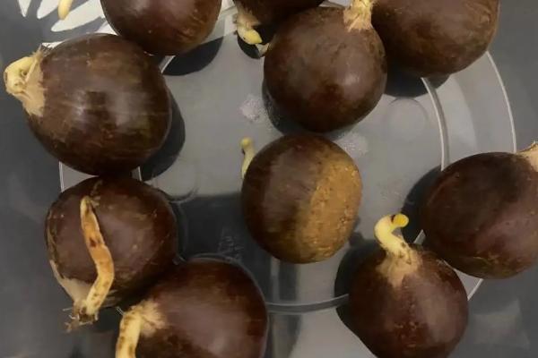 板栗发芽能种出来吗，板栗什么季节成熟