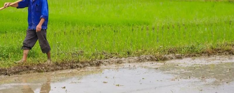 东北种地几月份开始种,种地需要用到什么工具