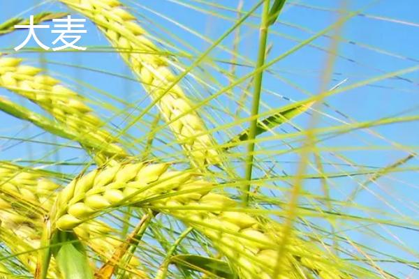 乌克兰农业主要生产什么,乌克兰为什么称为欧洲粮仓