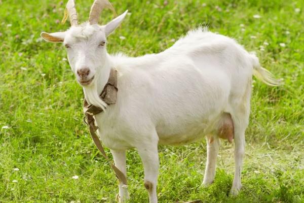 山羊吃肉吗,山羊可以吃牛饲料吗