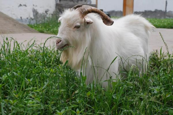 山羊吃肉吗,山羊可以吃牛饲料吗