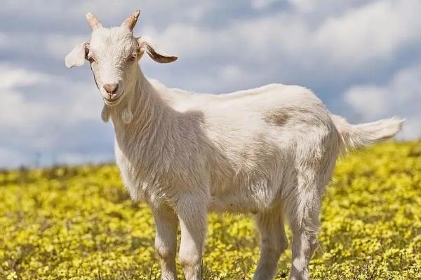 山羊吃肉吗,山羊可以吃牛饲料吗
