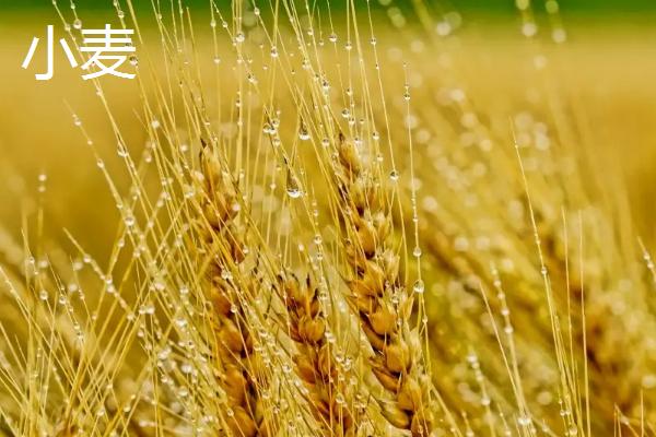 乌克兰农业主要生产什么,乌克兰为什么称为欧洲粮仓