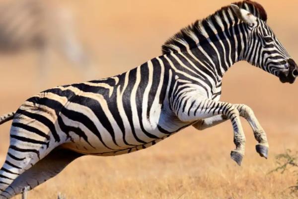 斑马怎么繁殖后代，斑马可以被驯养吗