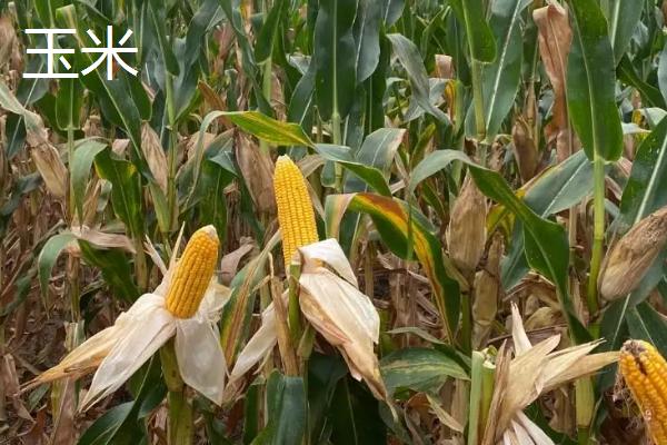 乌克兰农业主要生产什么,乌克兰为什么称为欧洲粮仓