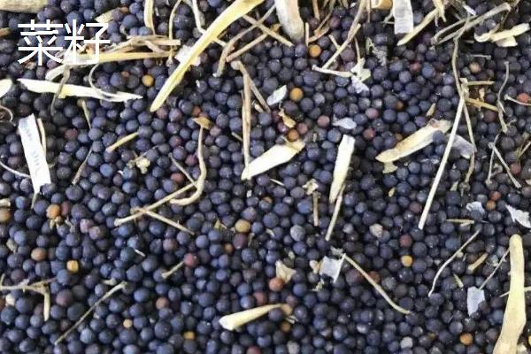 乌克兰农业主要生产什么,乌克兰为什么称为欧洲粮仓