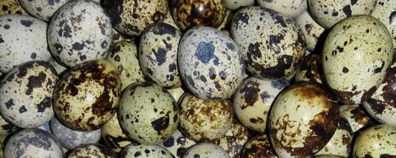 鹌鹑蛋孵化温度是多少，鹌鹑蛋孵化几天可以照蛋