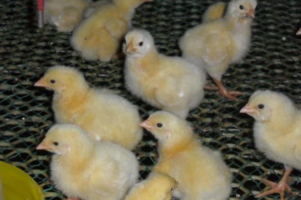 小鸡可以喝水吗,小鸡出壳后多久可以喂食