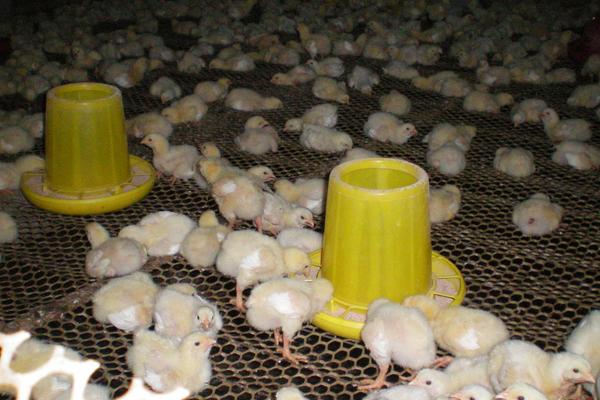 小鸡可以喝水吗,小鸡出壳后多久可以喂食