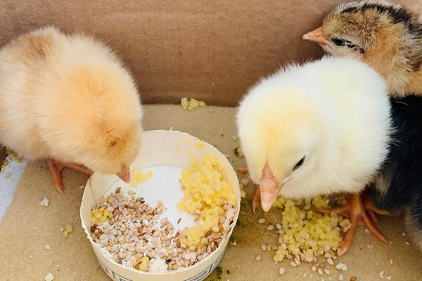 小鸡可以喝水吗,小鸡出壳后多久可以喂食