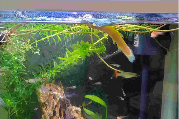 买回来的泥鳅在家怎么养活，泥鳅野生的和养殖的如何区分