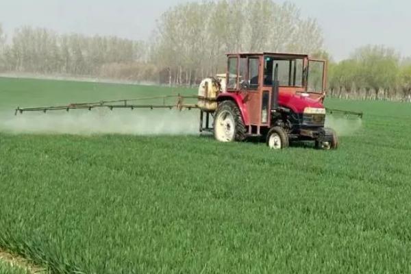 小麦控旺的最佳时期,小麦控旺药打多了怎么办