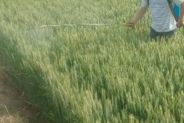 小麦控旺的最佳时期,小麦控旺药打多了怎么办
