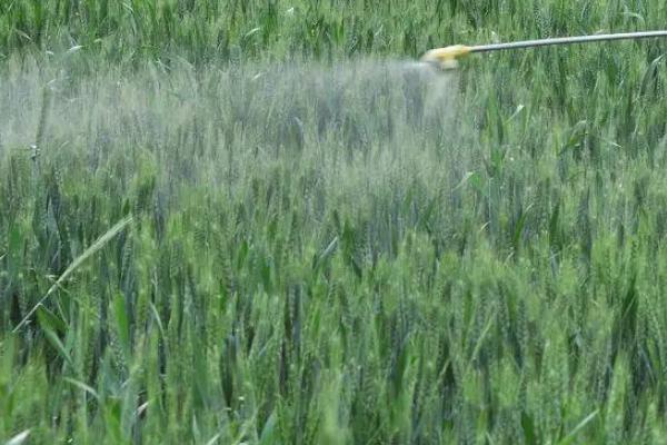 小麦控旺的最佳时期,小麦控旺药打多了怎么办