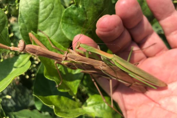 螳螂怎么繁殖后代,螳螂是益虫还是害虫