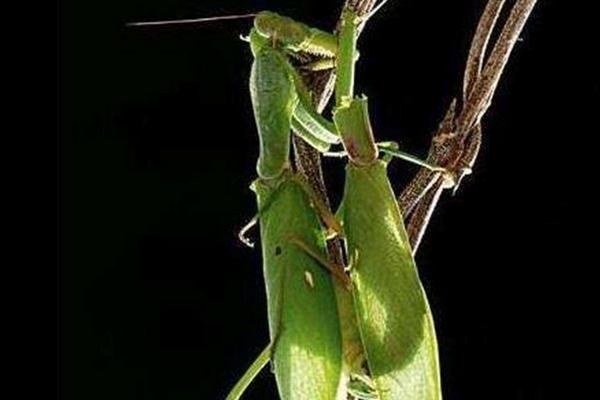 螳螂怎么繁殖后代,螳螂是益虫还是害虫