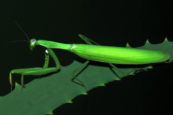 螳螂怎么繁殖后代,螳螂是益虫还是害虫
