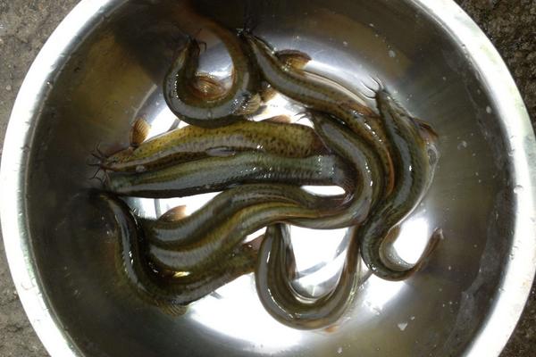 买回来的泥鳅在家怎么养活，泥鳅野生的和养殖的如何区分