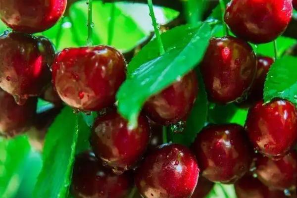 大樱桃授粉专用药,樱桃授粉多长时间下雨没事