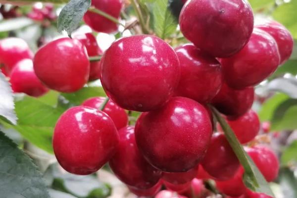 大樱桃授粉专用药,樱桃授粉多长时间下雨没事