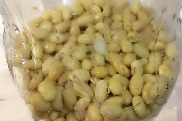 豆子煮熟后怎样发酵才能当肥料，可以当花肥吗