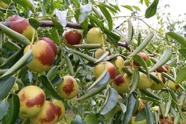 冬枣可以保存多长时间,如何保存