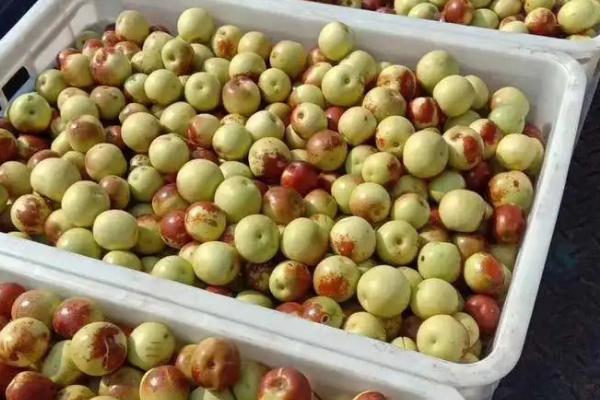 冬枣可以保存多长时间,如何保存