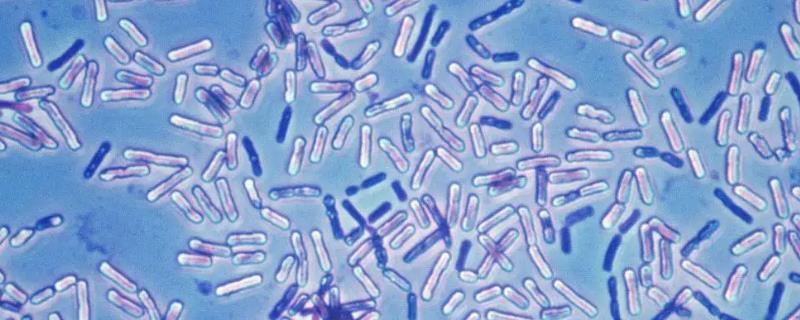 芽孢杆菌是肥水还是瘦水，芽孢杆菌在多少温度可以用