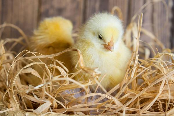 大风天气怎么保护小鸡，小鸡怕冷吗