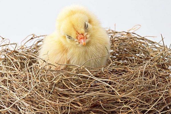 大风天气怎么保护小鸡，小鸡怕冷吗