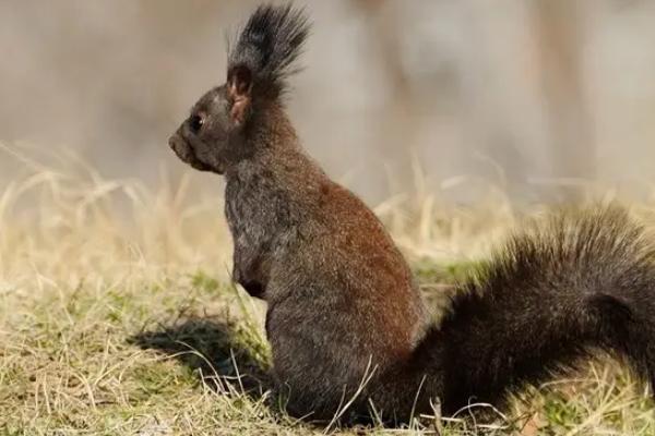 松鼠有什么特点和本领，松鼠可以家养吗