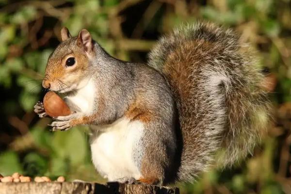 松鼠有什么特点和本领，松鼠可以家养吗