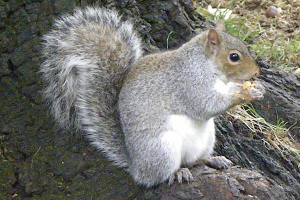 松鼠有什么特点和本领，松鼠可以家养吗