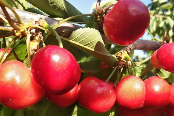 大樱桃授粉专用药,樱桃授粉多长时间下雨没事