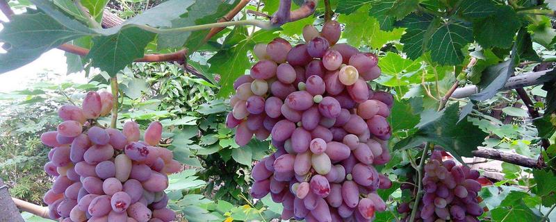 葡萄采收时机的主要判断依据是?葡萄采收的方式有哪几种